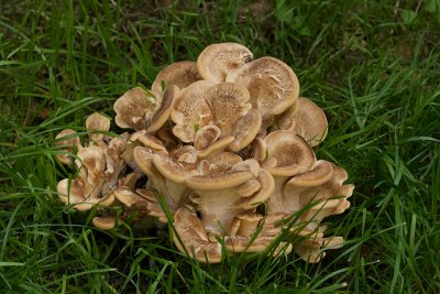Reuzenzwam (Meripilus giganteus)