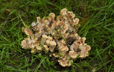 Reuzenzwam (Meripilus giganteus)