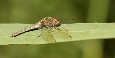 Bruinrode heidelibel (Sympetrum striolatum) - Common darter