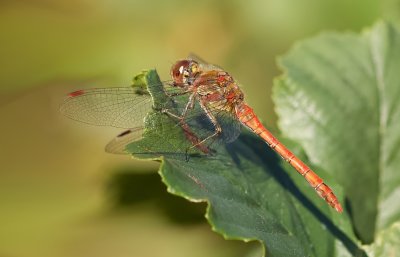 Bruinrode heidelibel (Sympetrum striolatum) - Common darter