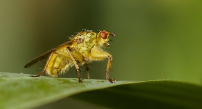 Strontvlieg (Scathophaga stercoraria) - Yellow Dung Fly