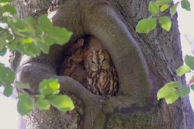 Bosuil (Tawny Owl)