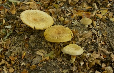 Gewone krulzoom(Paxillus involutus)