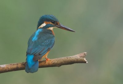 IJsvogel (Common Kingfisher)