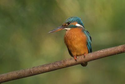 IJsvogel (Common Kingfisher)