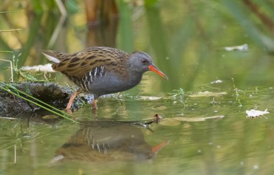 Waterral (Water Rail)