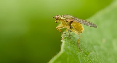 Strontvlieg (Scathophaga stercoraria) - Yellow Dung Fly