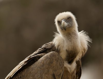 Vale Gier (Griffon Vulture)