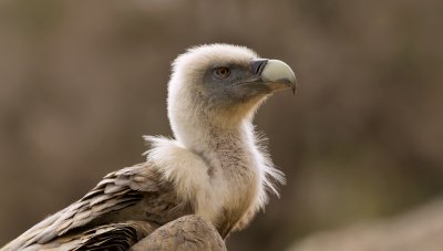 Vale Gier (Griffon Vulture)