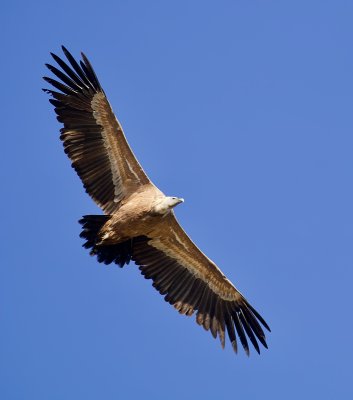 Vale Gier (Griffon Vulture)