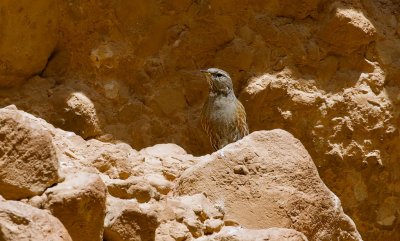 Alpenheggenmus (Alpine Accentor)