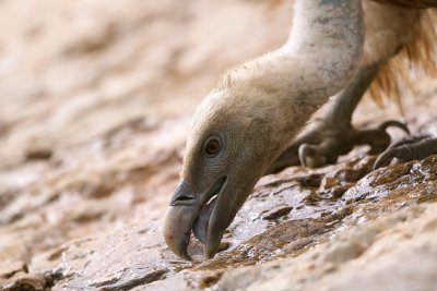 Vale Gier (Griffon Vulture)