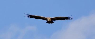 Vale Gier (Griffon Vulture)