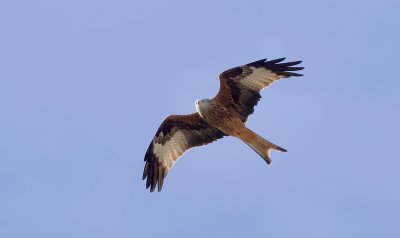 Rode Wouw (Red Kite)