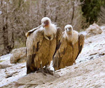 Vale Gier (Griffon Vulture)