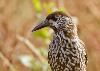 Notenkraker (Spotted Nutcracker)