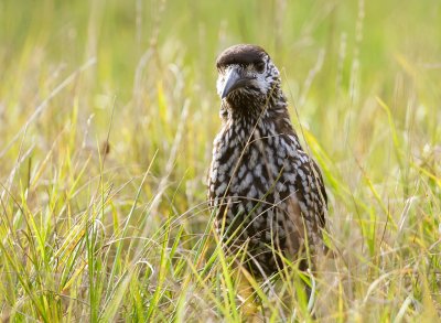 Notenkraker (Spotted Nutcracker)