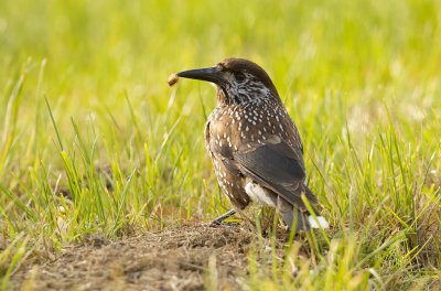 Notenkraker (Spotted Nutcracker)