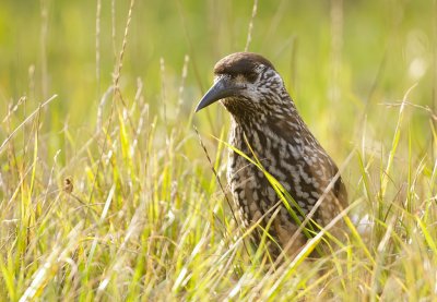 Notenkraker (Spotted Nutcracker)