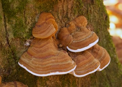 Echte Tonderzwam (Fomes fomentarius)