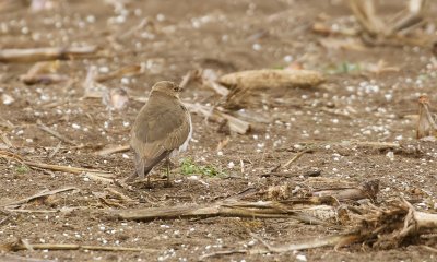 Steppevorkstaartplevier (Black-winged Pratincole)