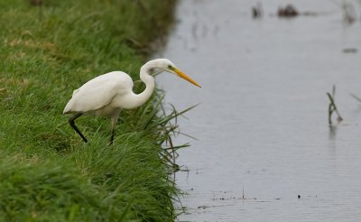 Grote Zilverreiger (Western Great Egret)