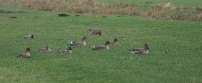 Toendrarietgans (Tundra Bean Goose)