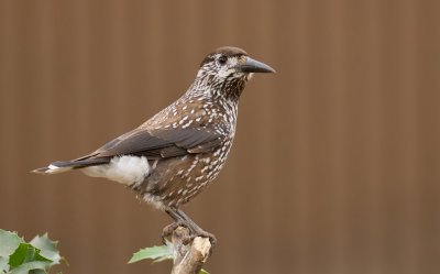 Notenkraker (Spotted Nutcracker)