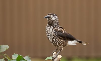 Notenkraker (Spotted Nutcracker)