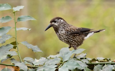 Notenkraker (Spotted Nutcracker)