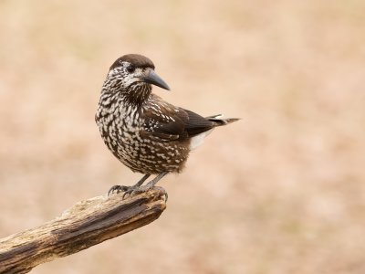 Notenkraker (Spotted Nutcracker)