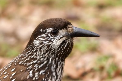 Notenkraker (Spotted Nutcracker)