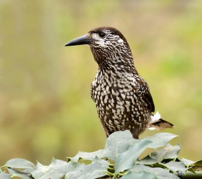 Notenkraker (Spotted Nutcracker)