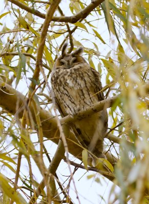 Ransuil (Long-eared Owl)