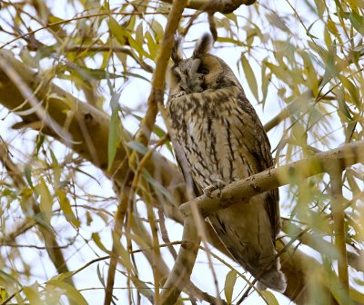 Ransuil (Long-eared Owl)