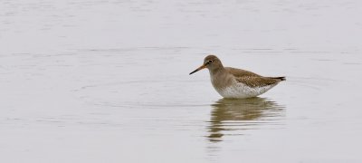 Tureluur (Common Redshank)