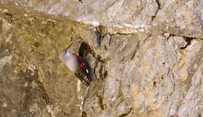 Rotskruiper (Wallcreeper)