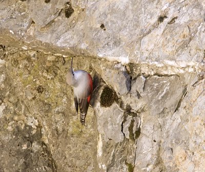 Rotskruiper (Wallcreeper)