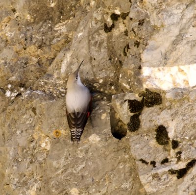 Rotskruiper (Wallcreeper)