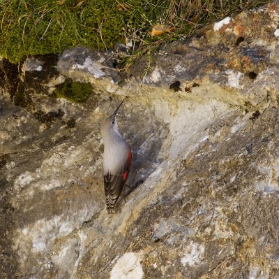 Rotskruiper (Wallcreeper)