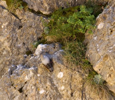 Rotskruiper (Wallcreeper)
