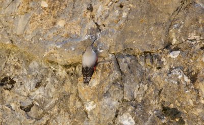 Rotskruiper (Wallcreeper)