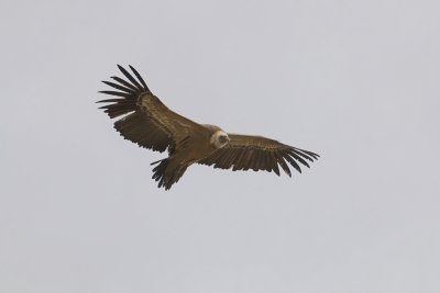 Vale Gier (Griffon Vulture)