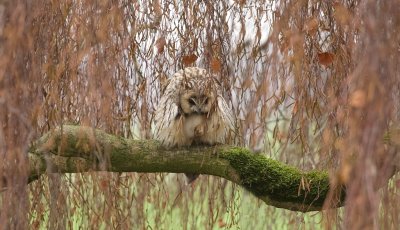 Ransuil (Long-eared Owl)