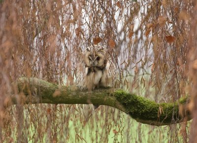 Ransuil (Long-eared Owl)