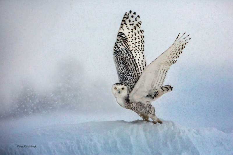 Snowy Owl - Snow Storm Sortie