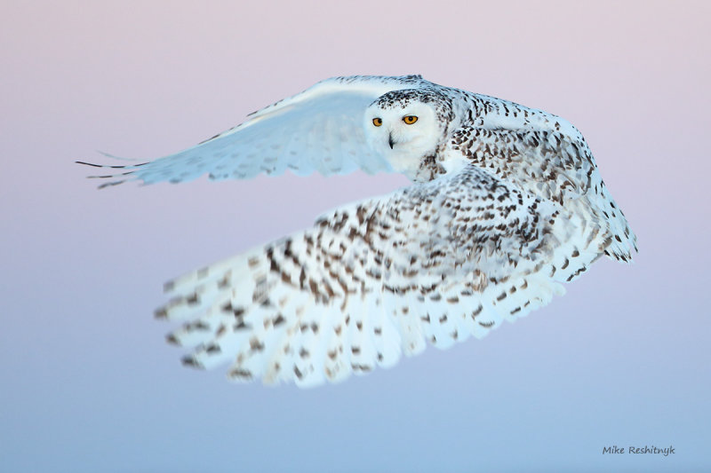 Snowy Owl - Spring Is In The Air