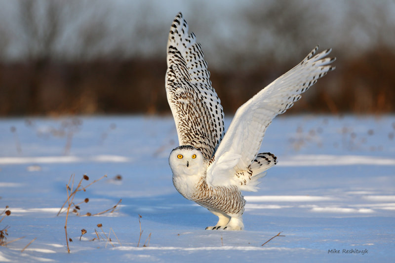 Snowy Owl - Hey, This Is Not the Arctic!