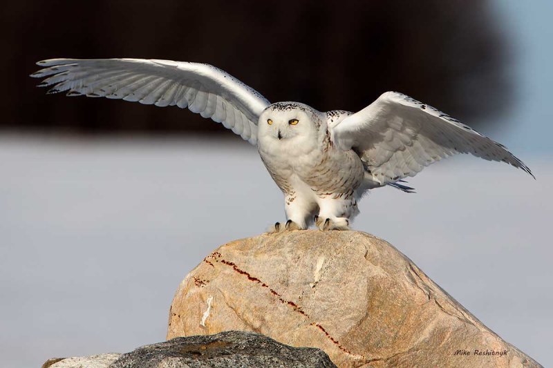 Snowy Owl - Rock and Roll