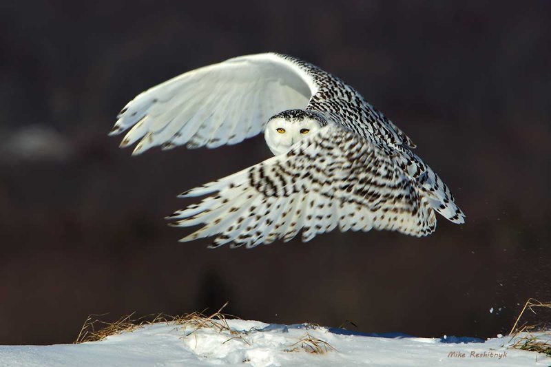 Snowy Owl - Phantom Menace